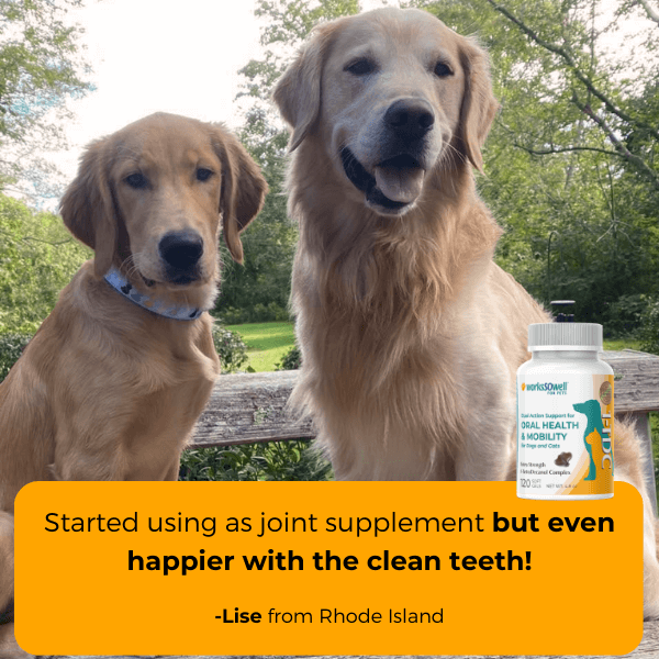 1-TDC Oral Health + Mobility Support for Dogs