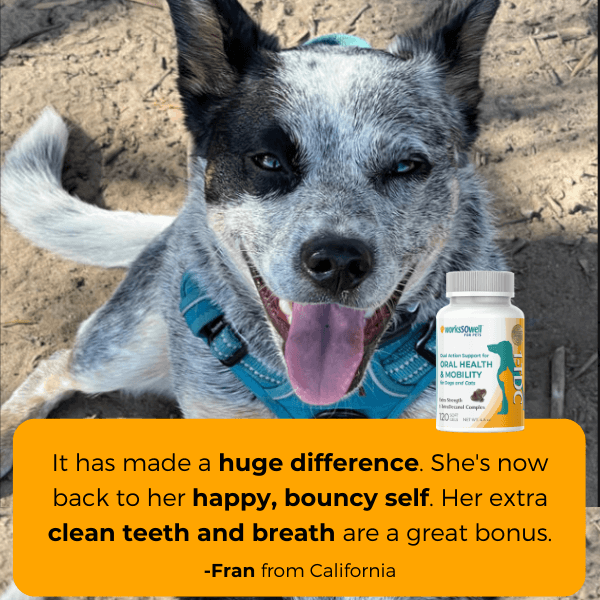 1-TDC Oral Health + Mobility Support for Dogs