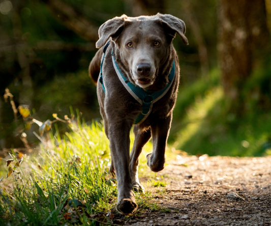 dog-info