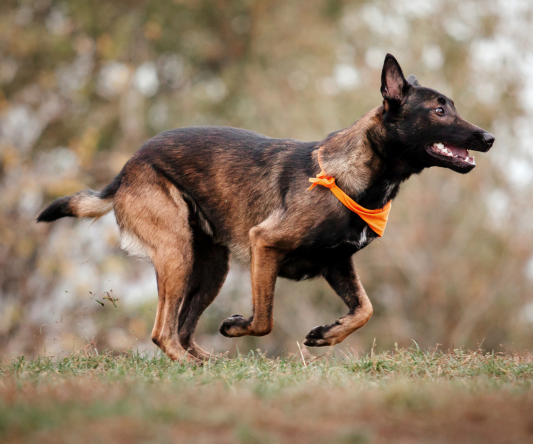dog-info