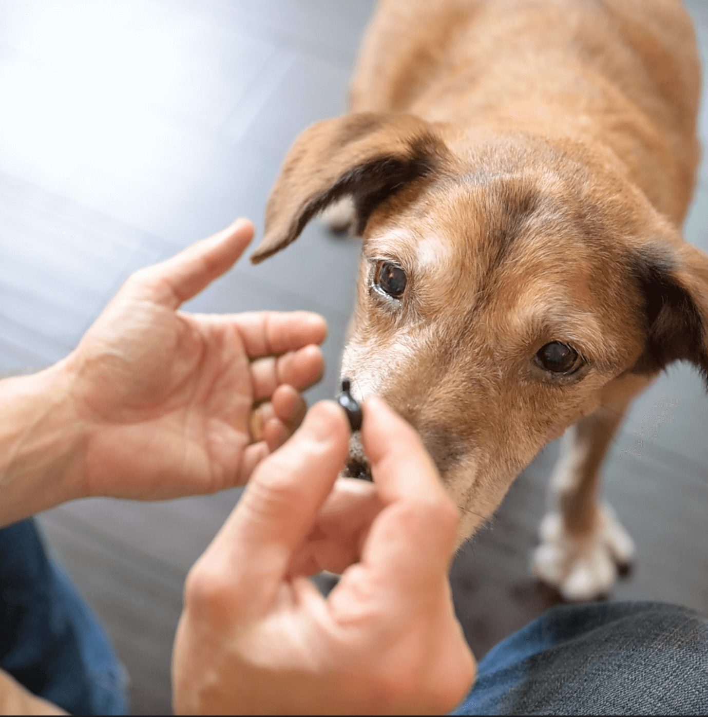 1-TDC Oral Health + Mobility Support for Dogs