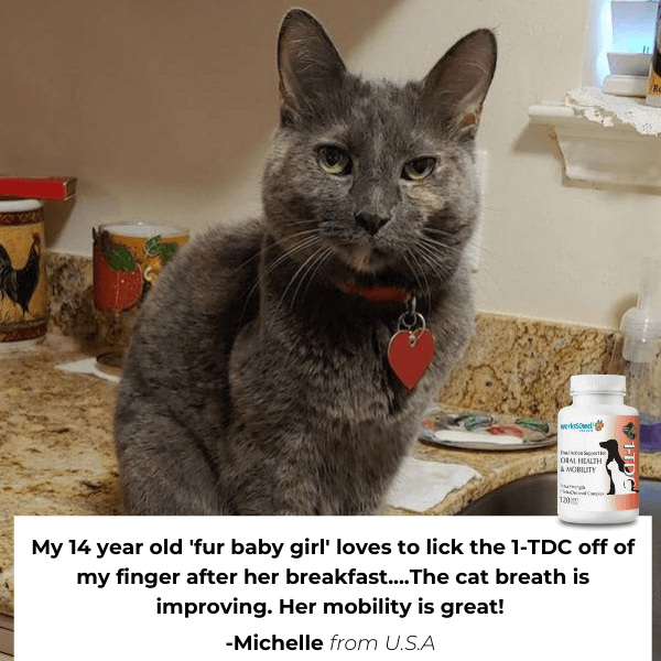 1-TDC Oral Health + Mobility Support for Cats