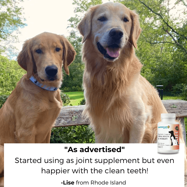 1-TDC  Oral Health + Mobility Support for Dogs