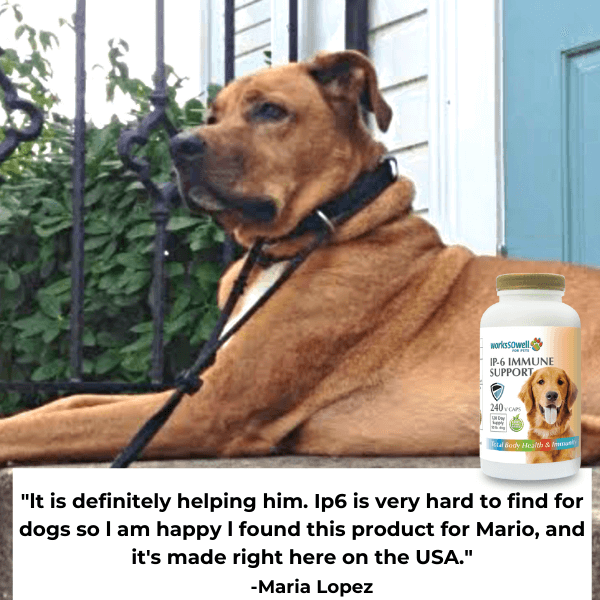 IP-6 IMMUNE SUPPORT for Dogs (240 V-Caps)