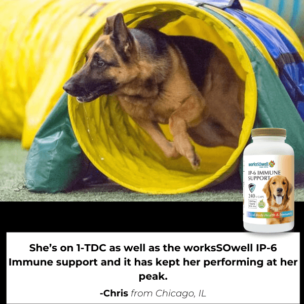 IP-6 IMMUNE SUPPORT for Dogs (240 V-Caps)