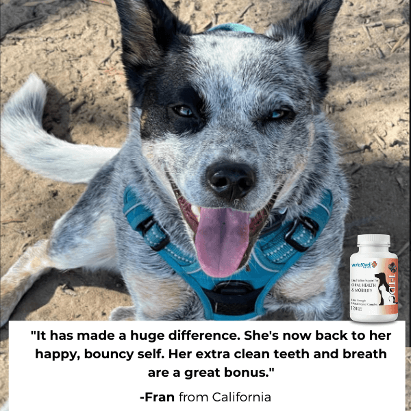 1-TDC  Oral Health + Mobility Support for Dogs
