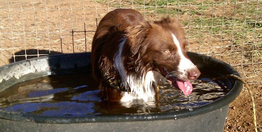 Australian Shepherd in water