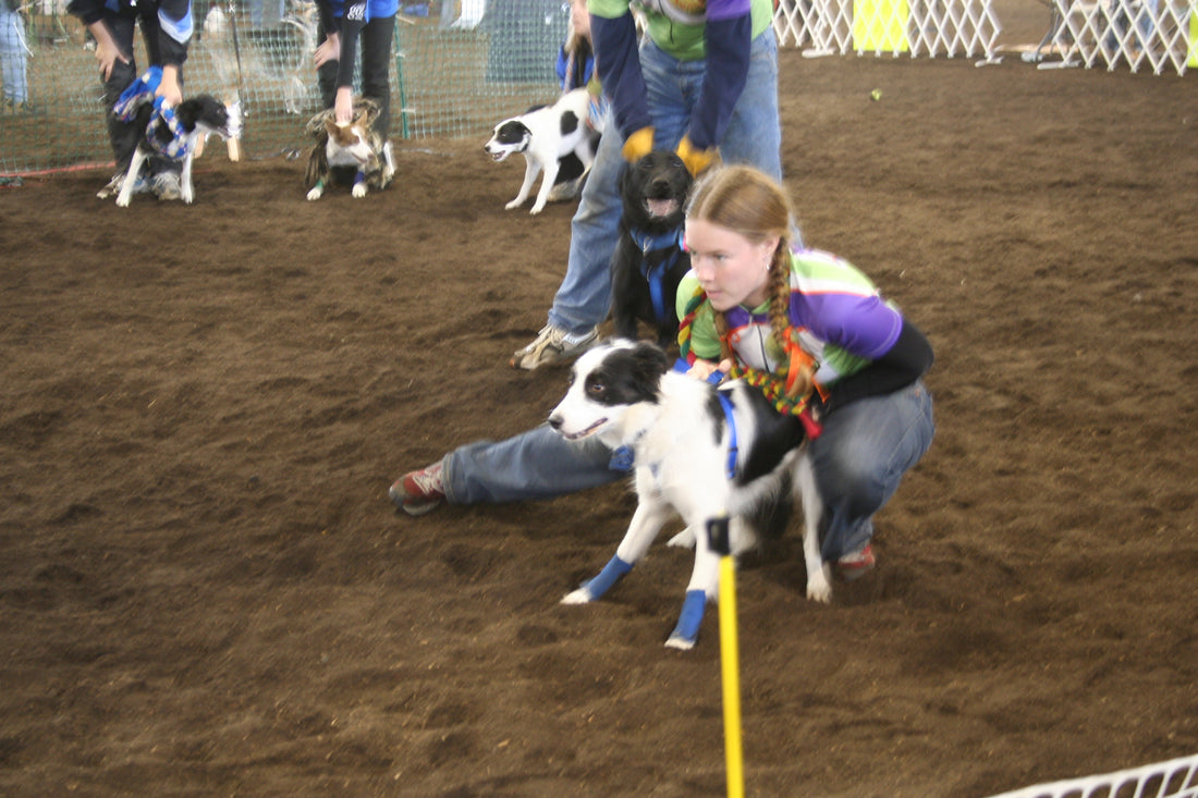 How to Prepare for Your First Flyball Tournament