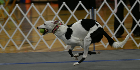 Flyball Homestar Runner