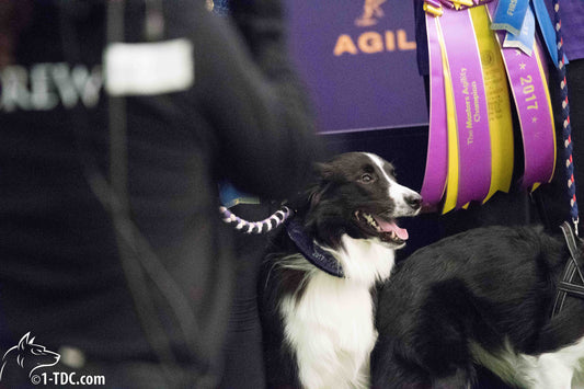 Masters Agility Championship at Westminster