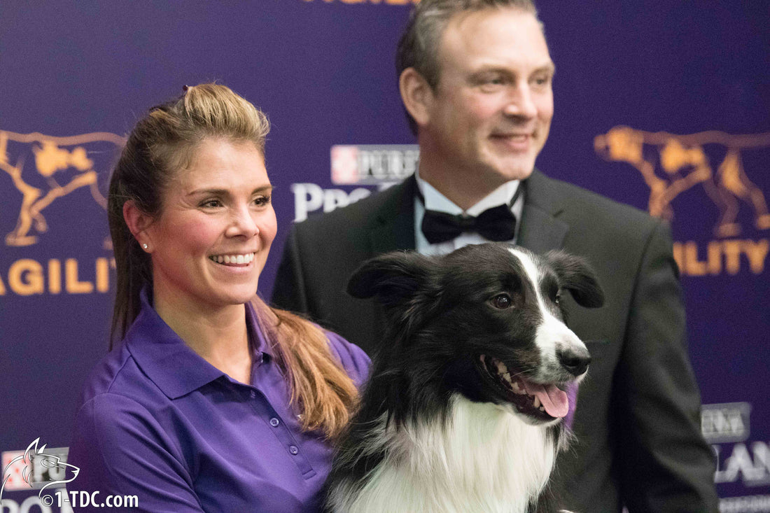Interview with Westminster Agility Champion Amber McCune and Border Co
