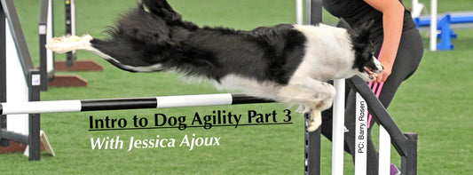 Intro to Dog Agility 3: Agility Training Tips