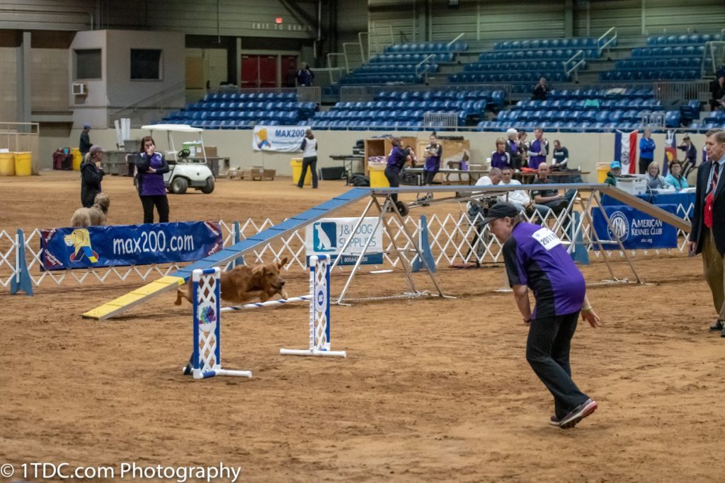 Miracle Recovery: Rev's Journey to the 2019 AKC National Agility Championship Finals