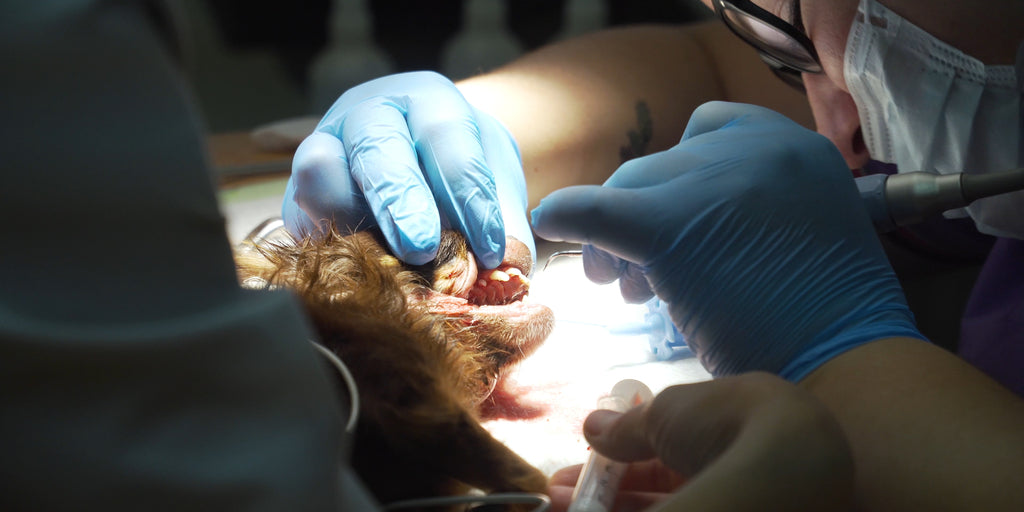 How is anesthesia used in canine surgery?