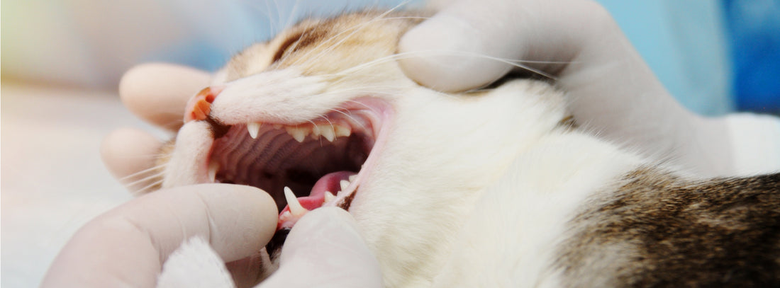 What is gingivitis vs. stomatitis in cats?