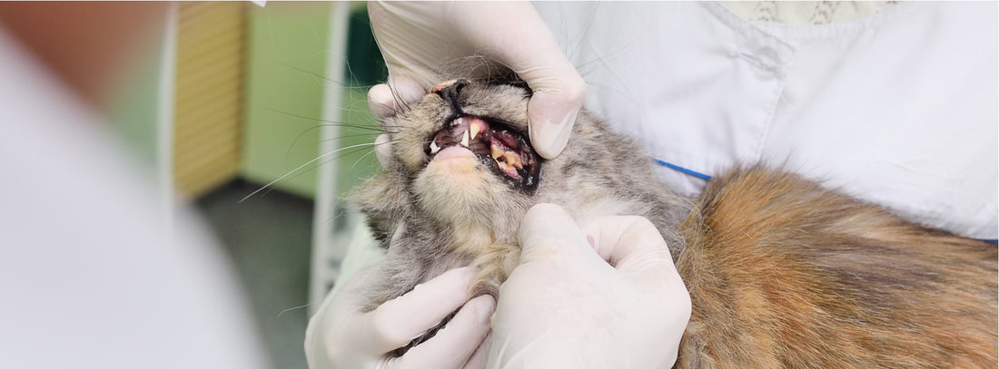 What dental conditions should I watch for in my cat?
