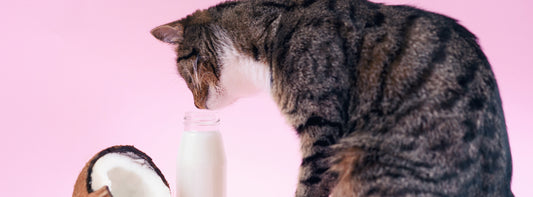 Cat coconut milk