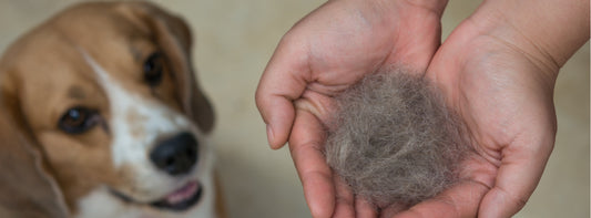 Dog's fur falling out more than usual