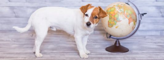 Top 4 Ways to Be an Eco-Friendly Dog Owner