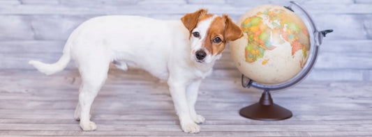 Top 4 Ways to Be an Eco-Friendly Dog Owner