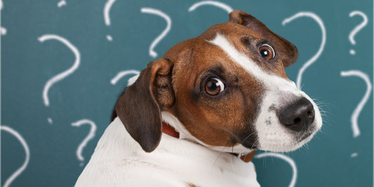 What is the difference between gingivitis and stomatitis in dogs?