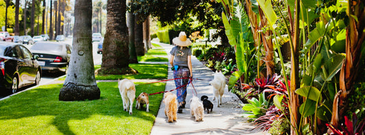 How to find a pet sitter