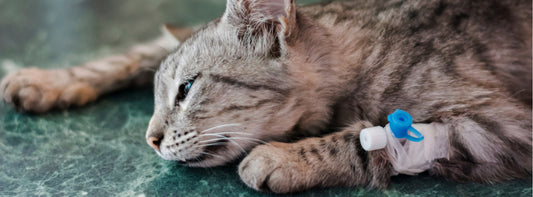 How anesthesia is used in feline surgery