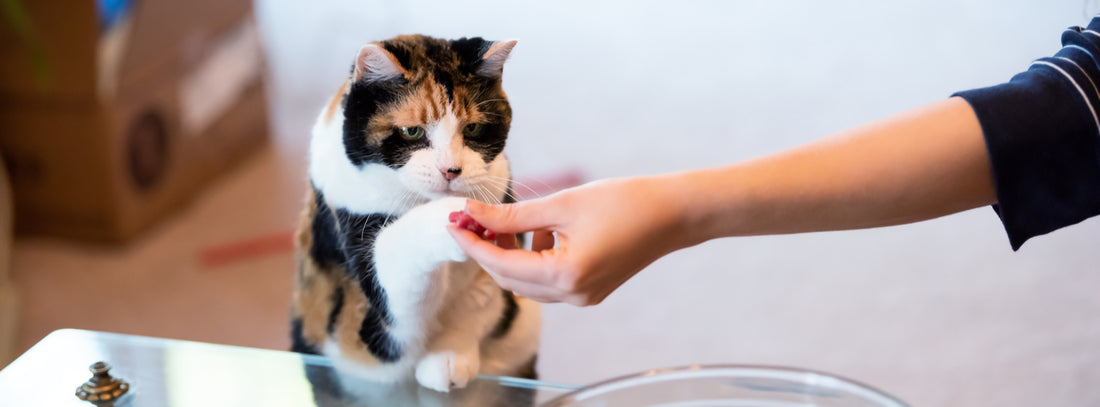 Homemade Cat Treats: How to Make Healthy, Feline-Friendly Snacks