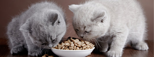 The role diet plays in feline oral and dental health