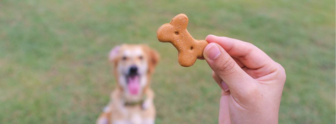 train your dog