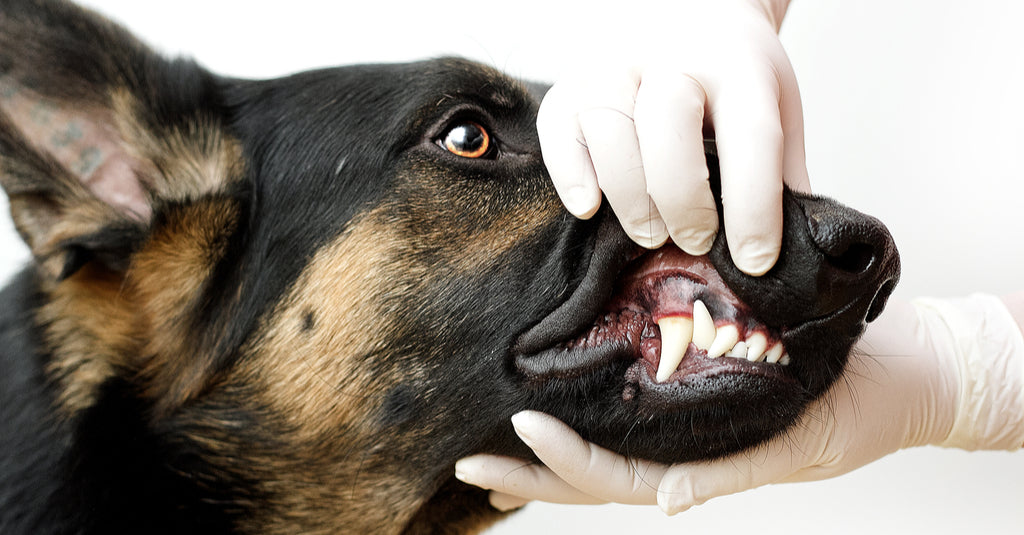 How can you prevent your dog from developing periodontal disease?