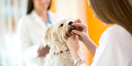 What dental conditions should I look for in my dog?