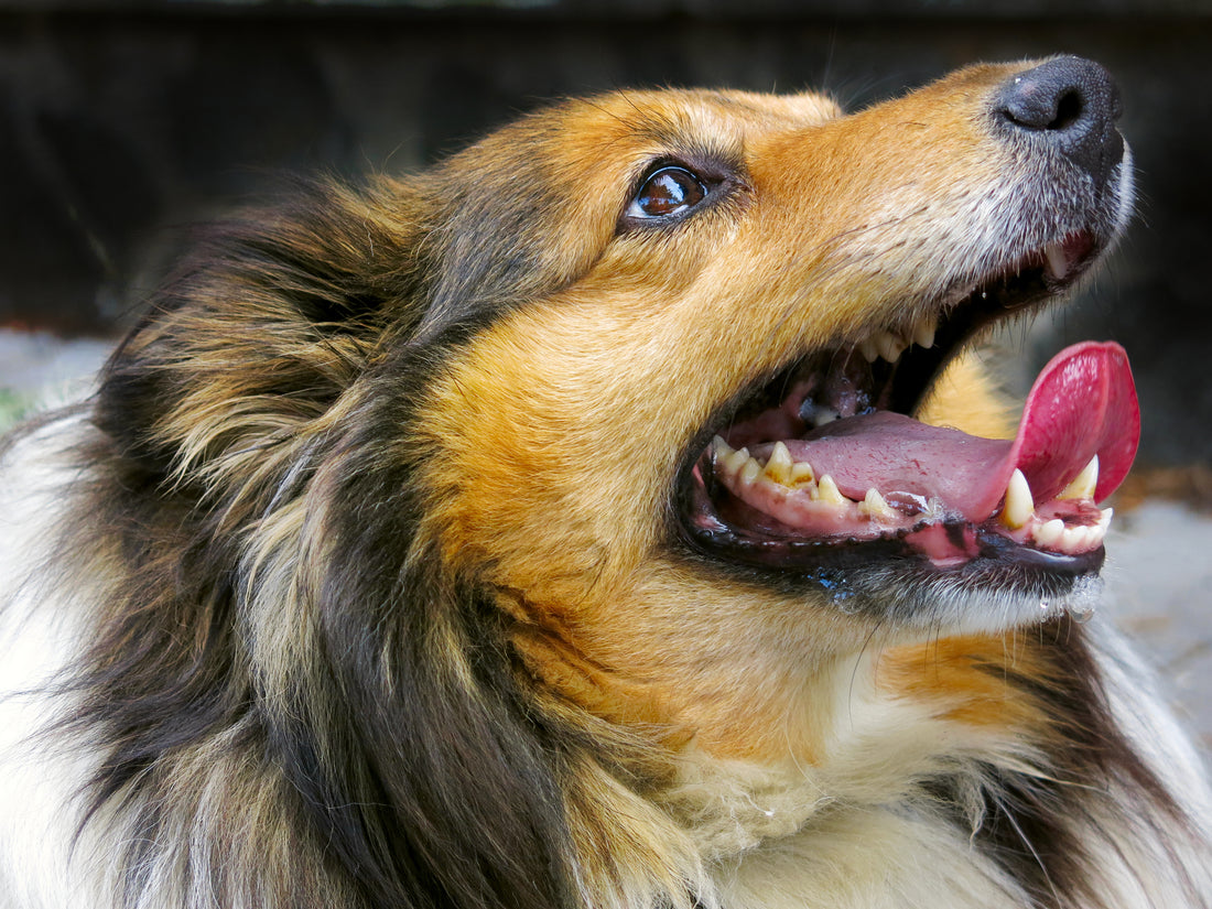 What is canine periodontal disease?