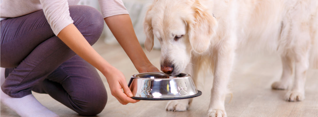 What role does diet play in canine dental and oral health?