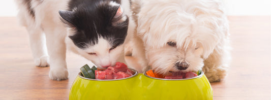 A healthy pet diet is essential for both cats and dogs