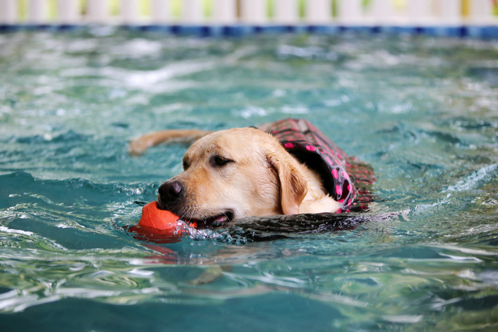 How to Pick the Best Dog Toy for Dock Diving
