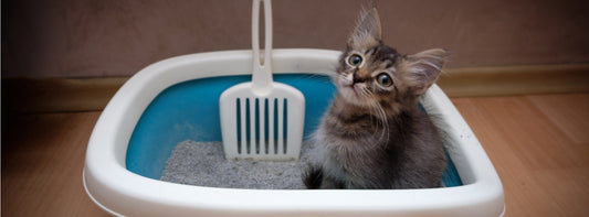 Litter Box Training & Maintenance for Cat Owners