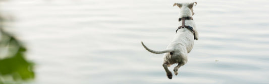 Dog dock diving