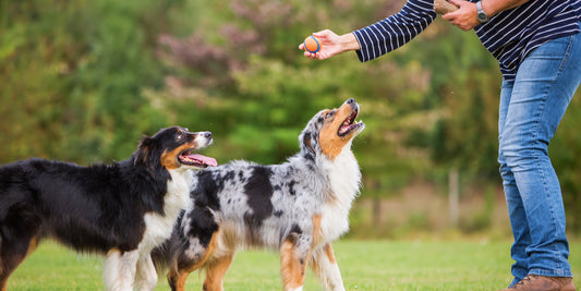 Australian Shepherds