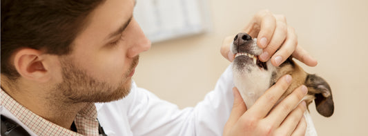 Annual vet checkup for dog