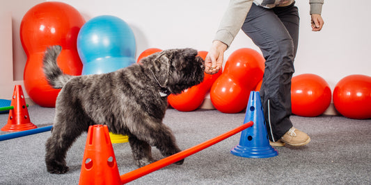 agility training