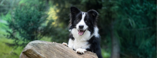Border Collie Health Issues: How to Care for Your Furry Friend