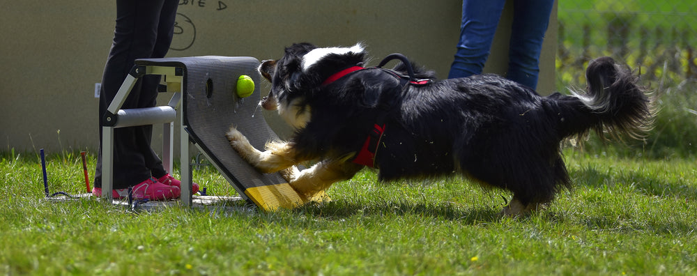 Top 5 Tips for Keeping Your Sport Dogs Healthy So They Can Compete Longer