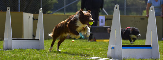 Flyball training tips