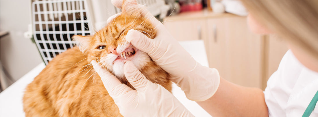 feline oral health
