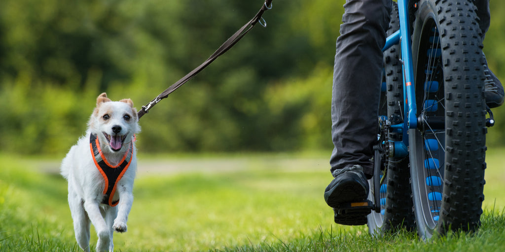 biking with your dog