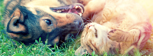 Fatty acids are important for pets at every stage of life