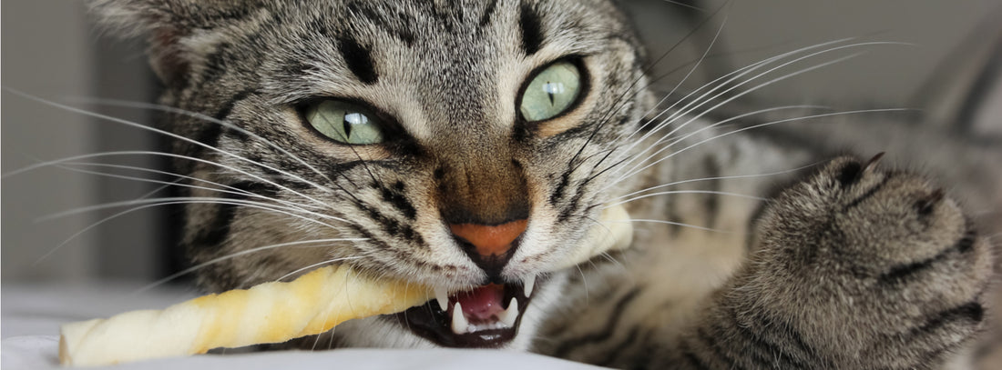 What are some warning signs of feline periodontal disease?