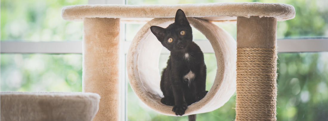 Feline exercise using a cat tower