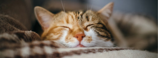 How to prevent feline periodontal disease